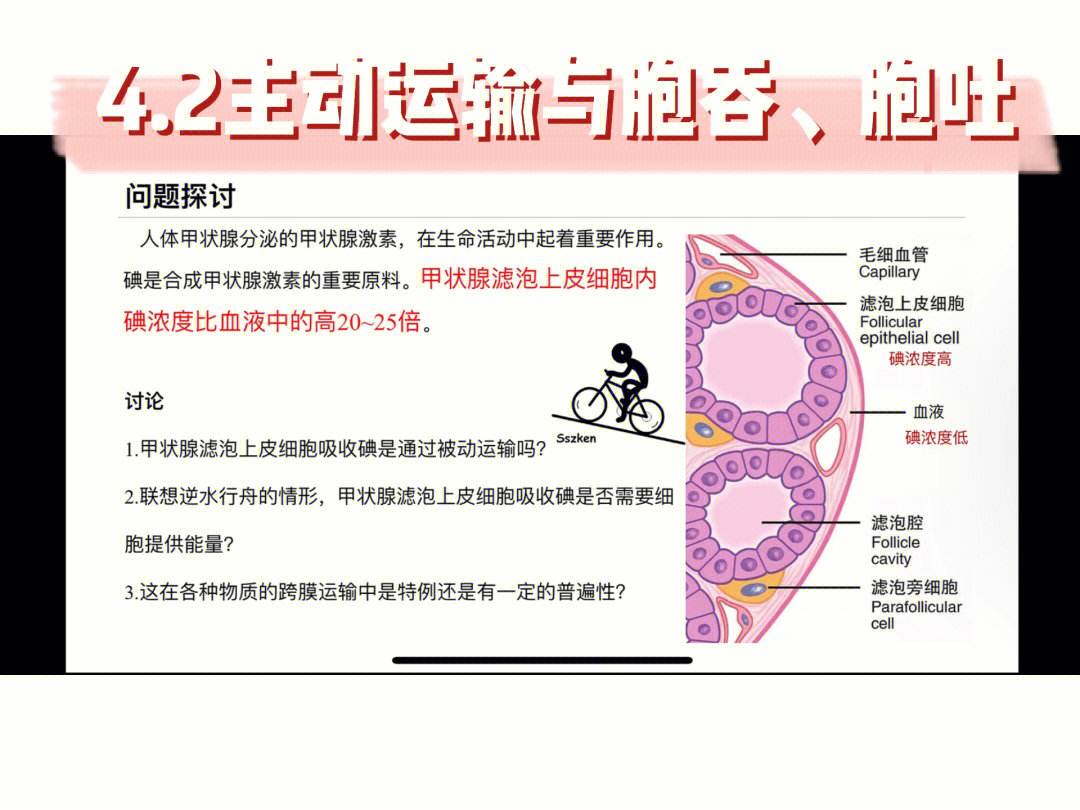 重吸收是主动运输吗