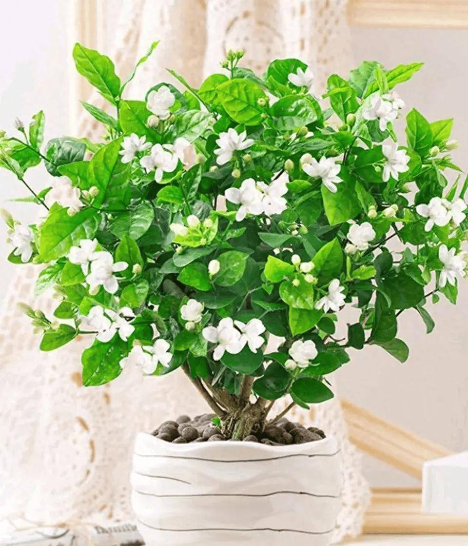 茉莉花象征着什么