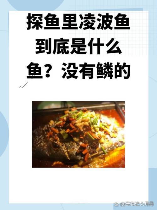 凌波鱼是淡水鱼吗