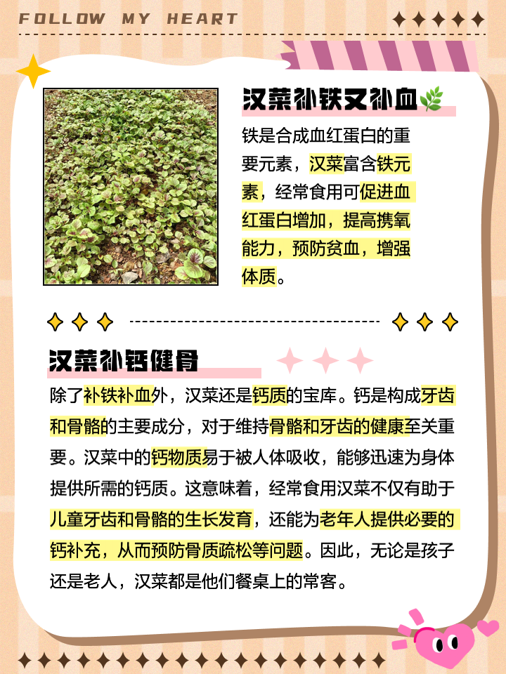 汗菜学名叫什么