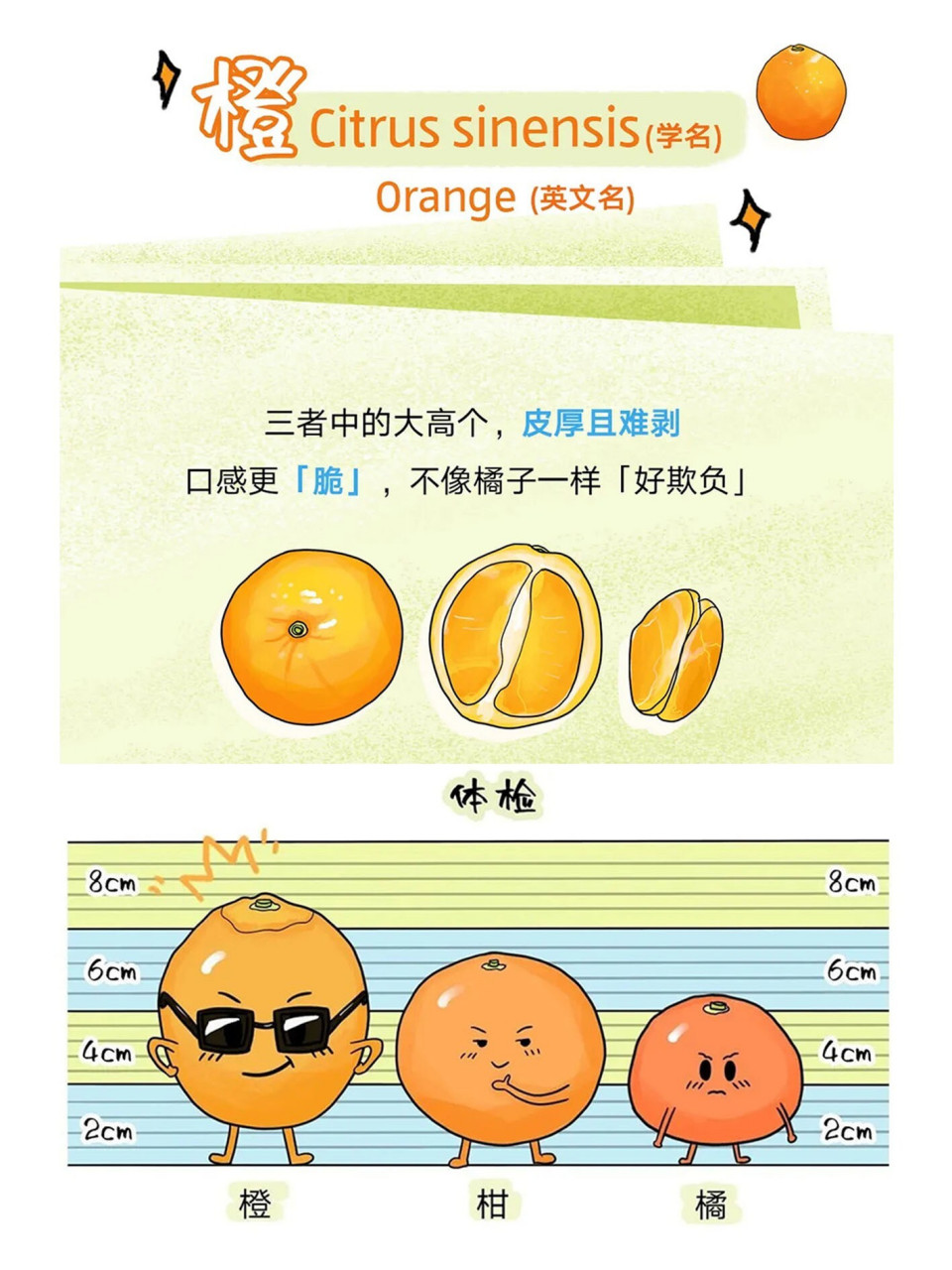 桔子和柑的区别是什么