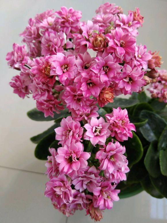 长寿花怎么养才能开花