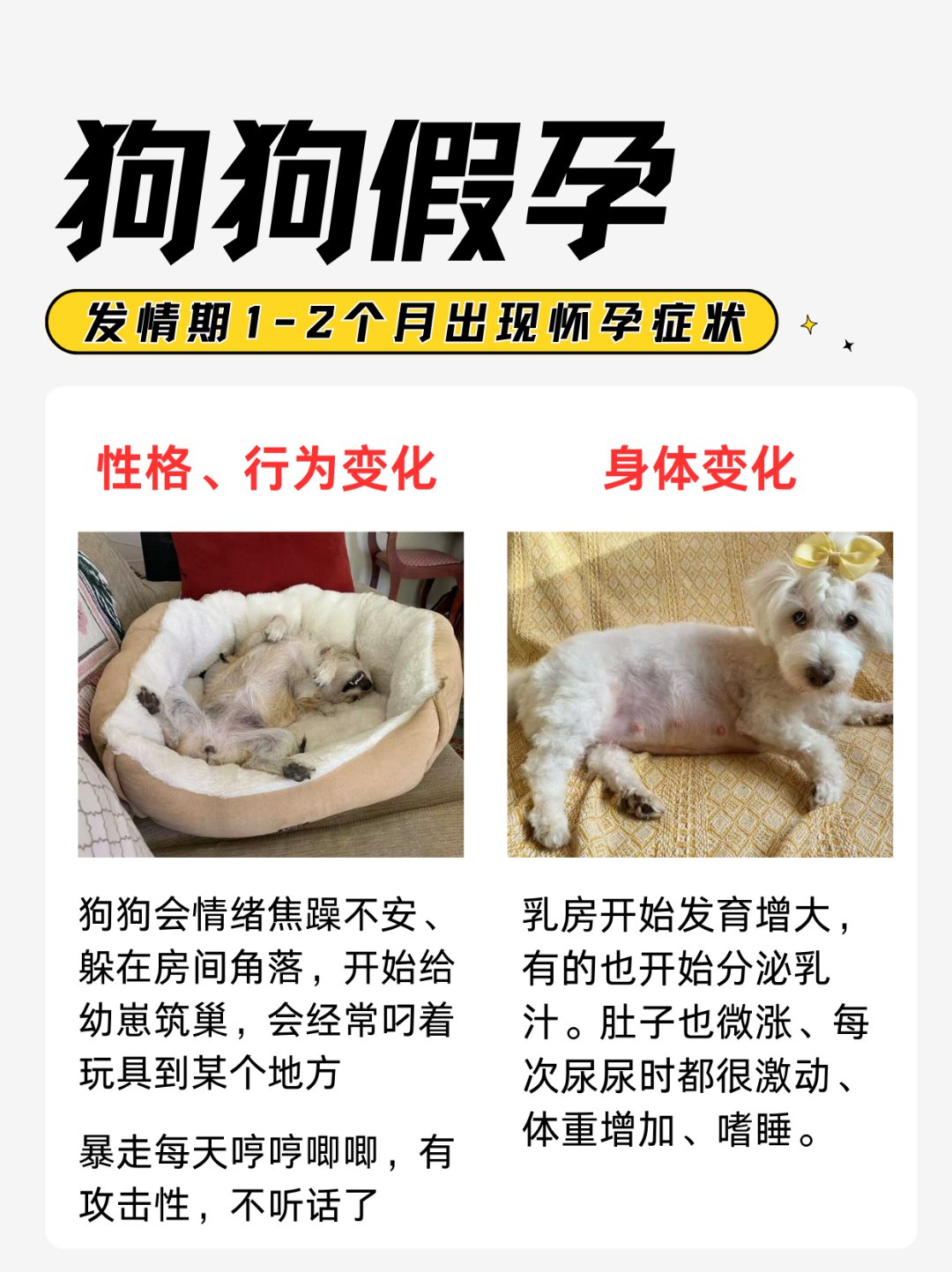 狗狗生崽前有什么征兆