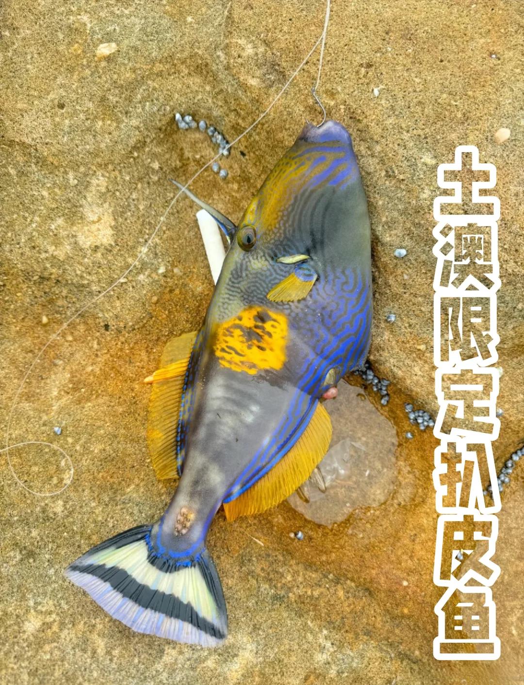 八宝鱼用扒皮吗