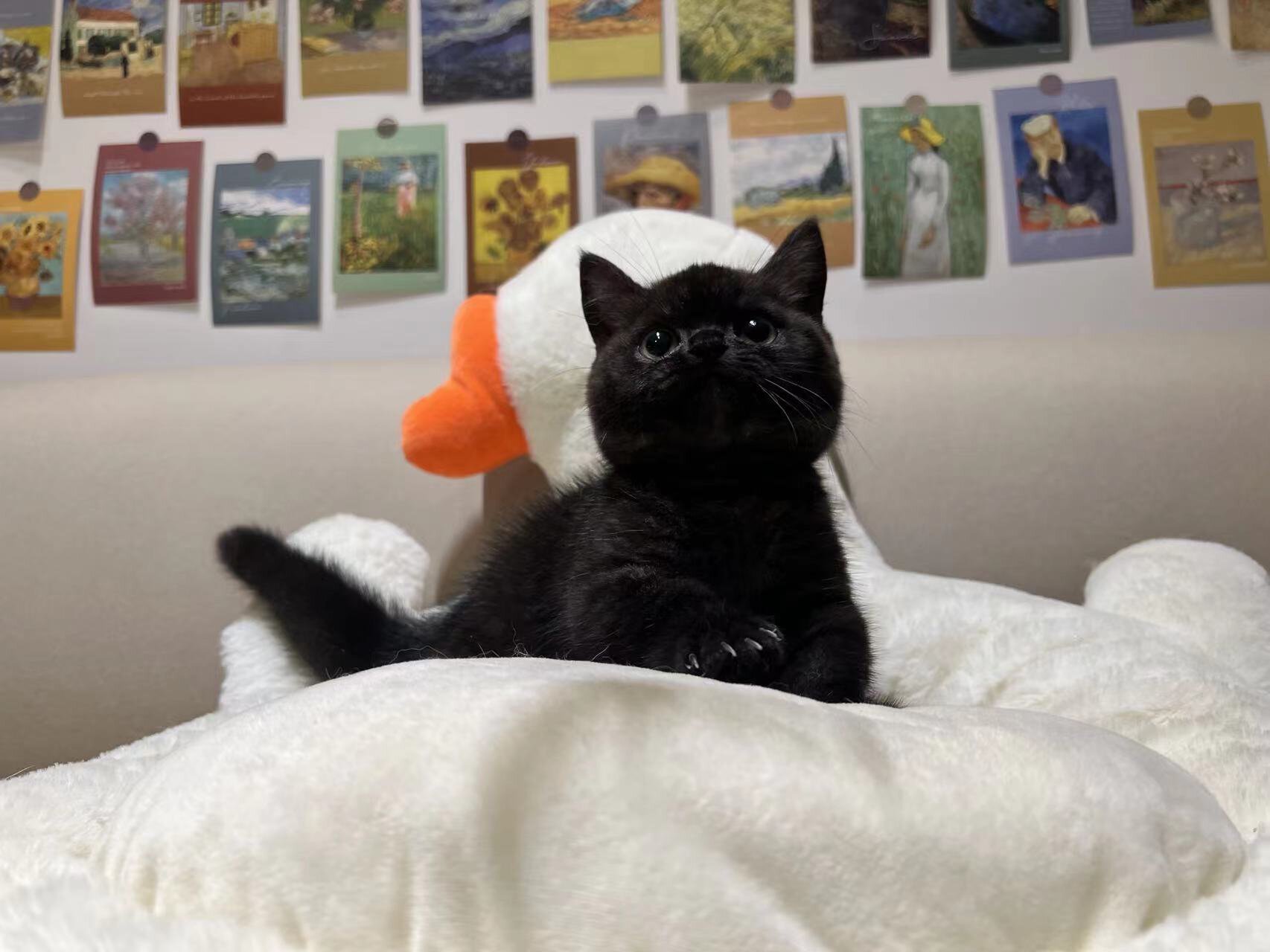 纯黑色的猫是什么品种