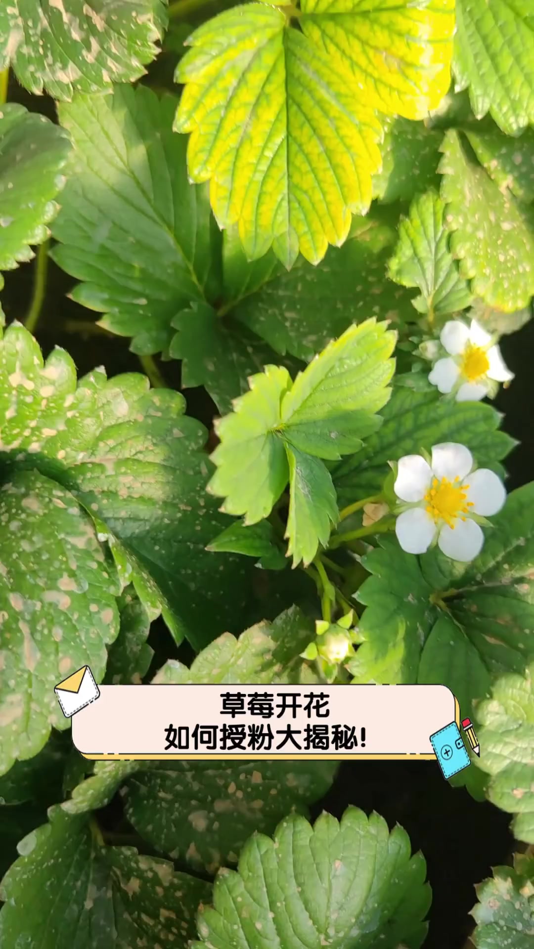 草莓花的花语是什么