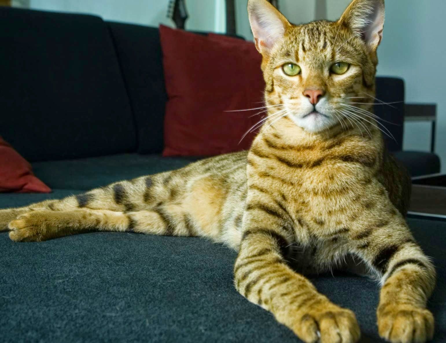 阿什拉猫为什么这么贵