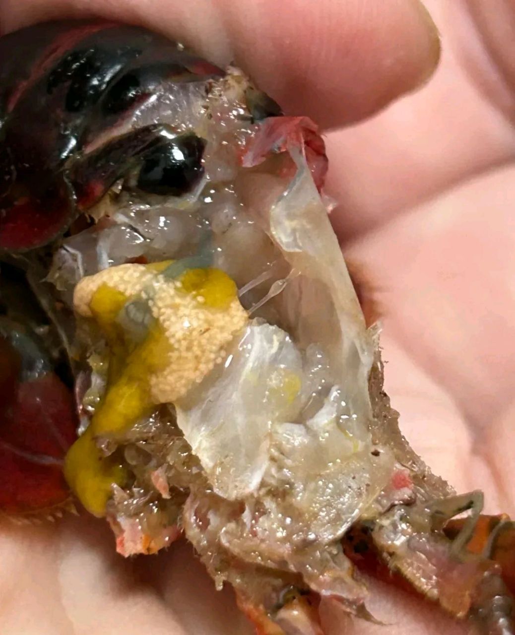 龙虾头里面的黄是啥东西能吃吗