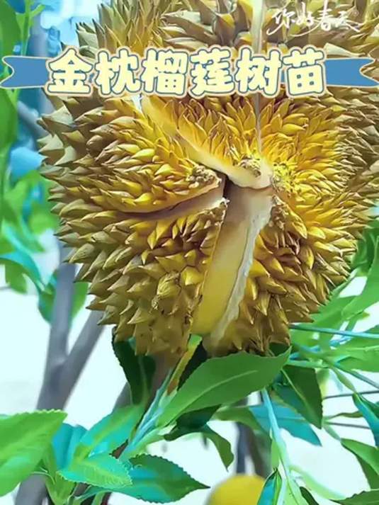 榴莲怎么种