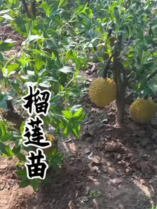 榴莲怎么种