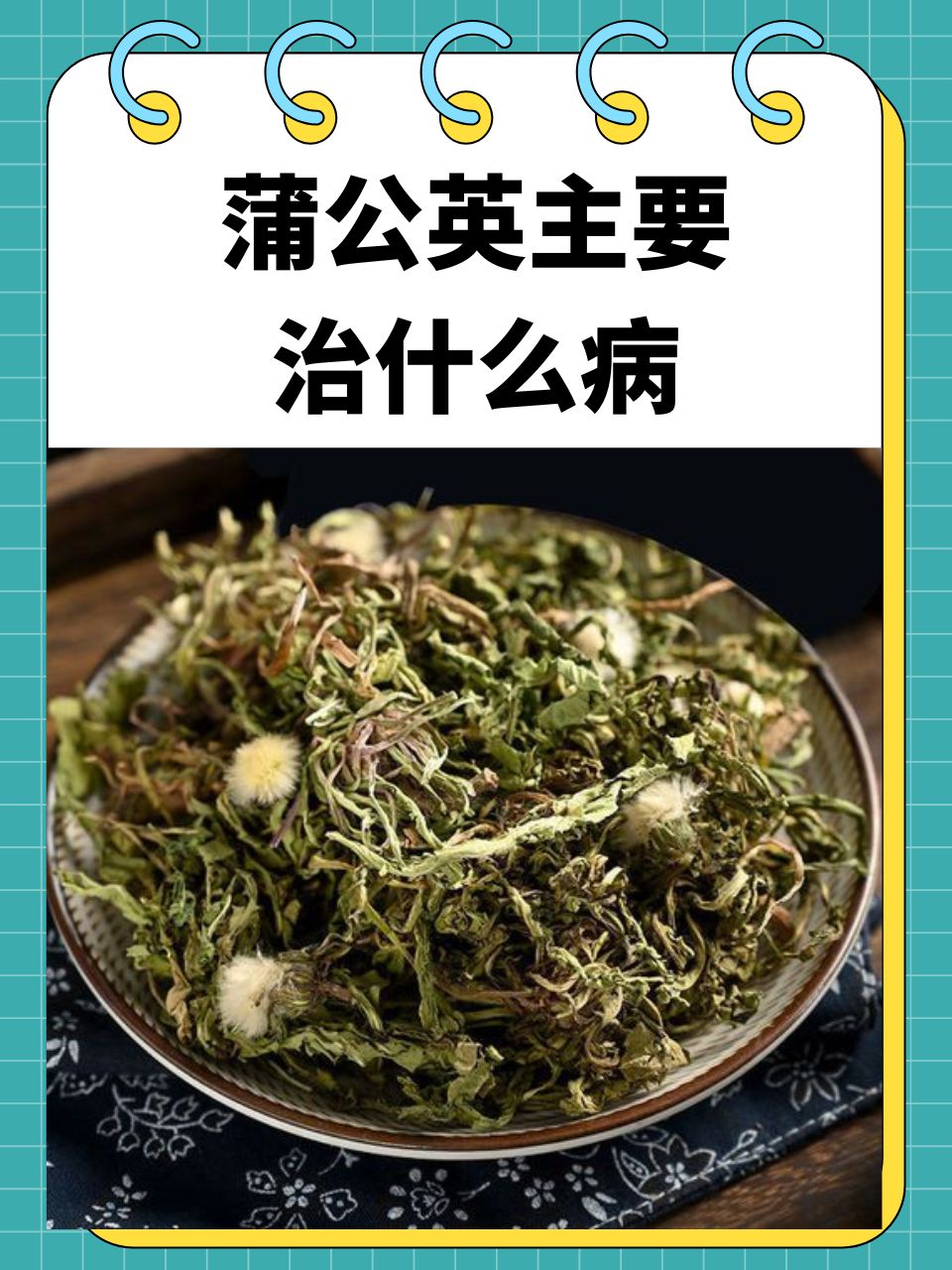 蒲公英类植物有多少种
