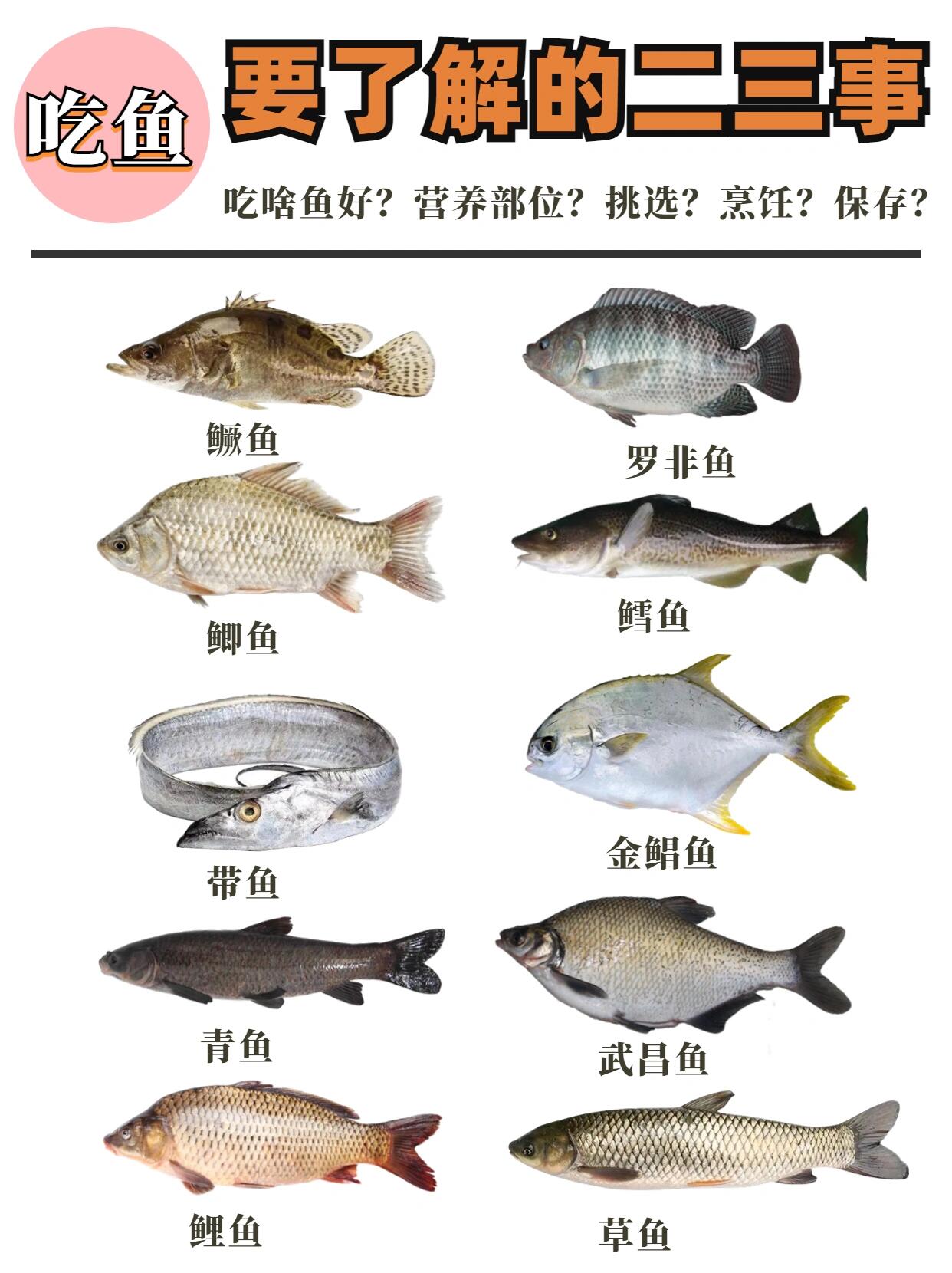 什么鱼不能吃