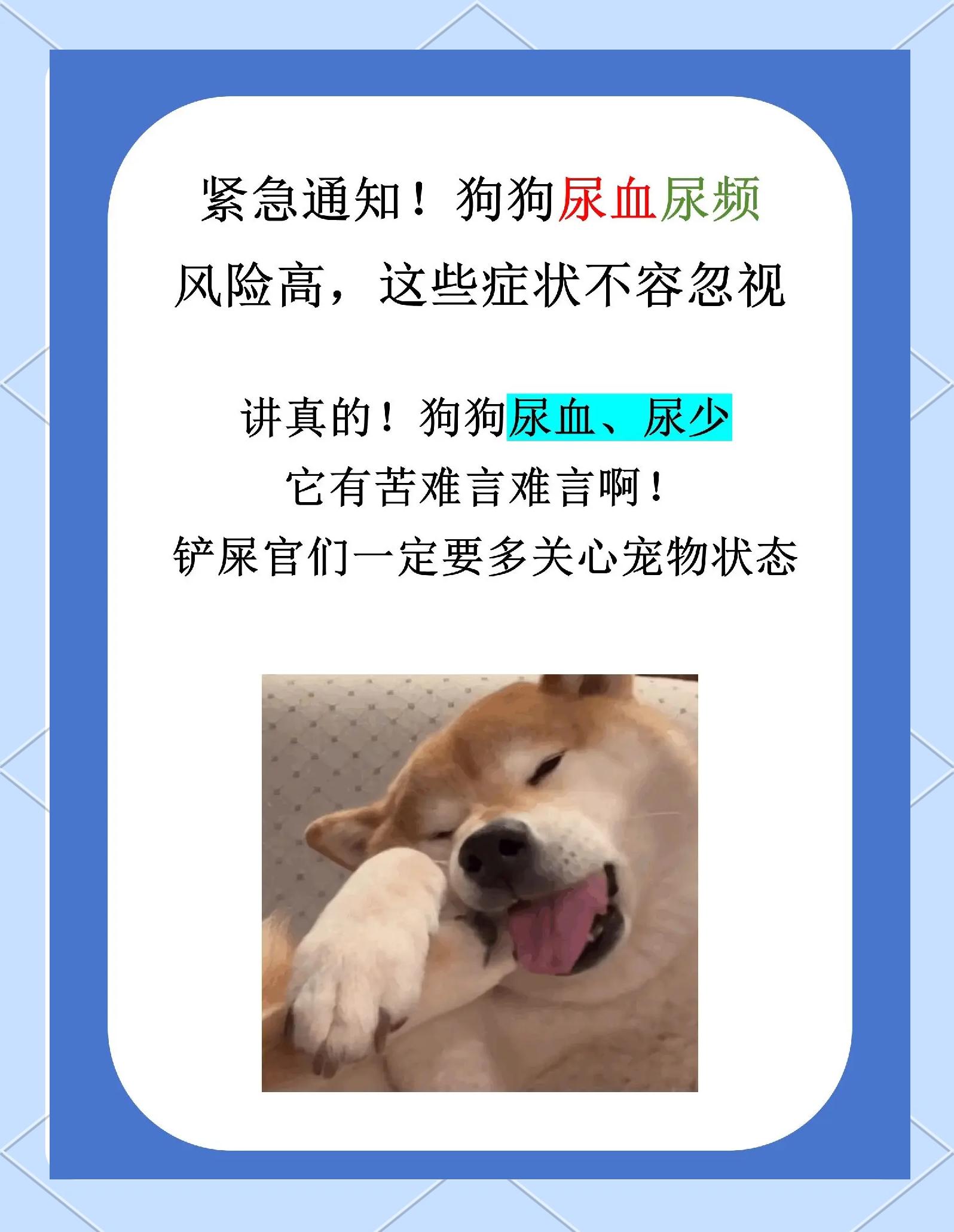 狗尿血是怎么回事