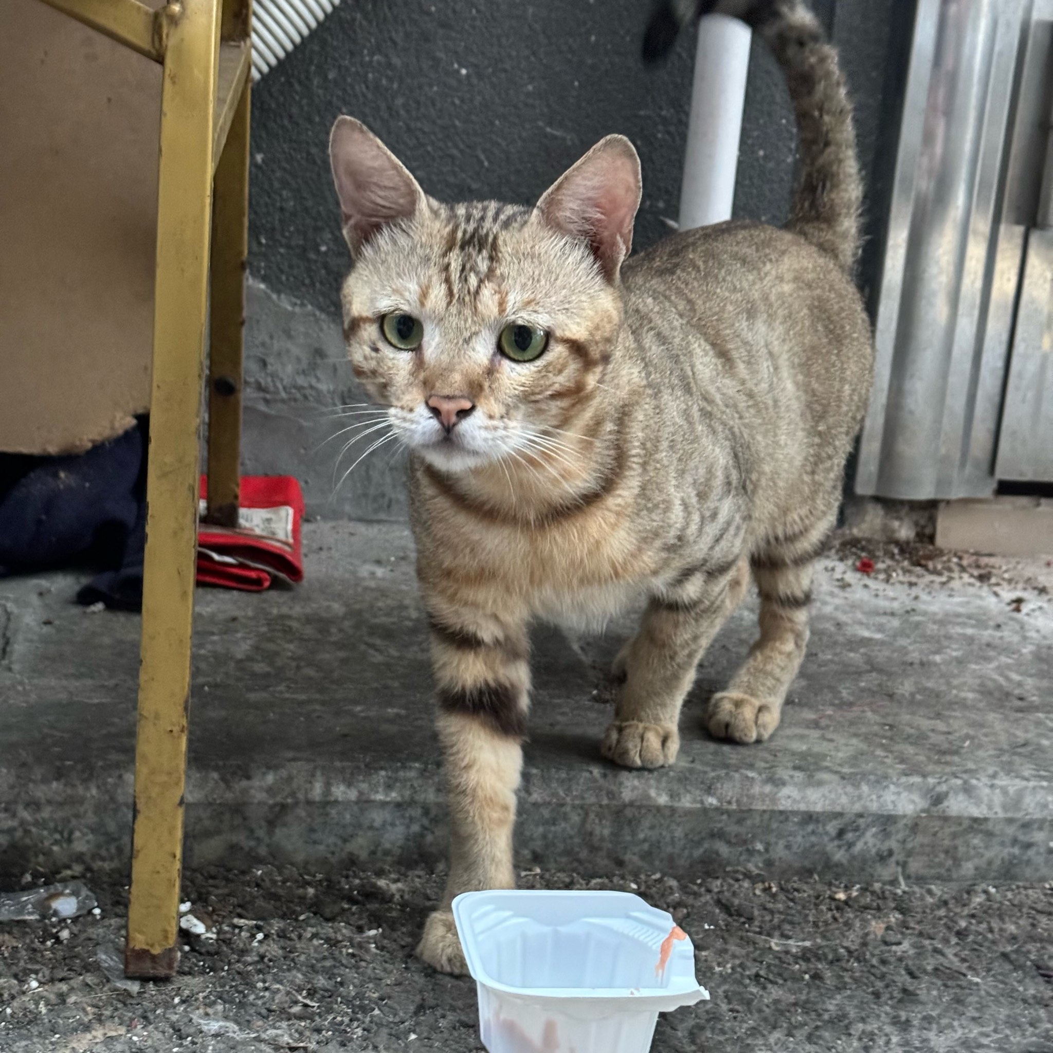 狸猫是土猫吗