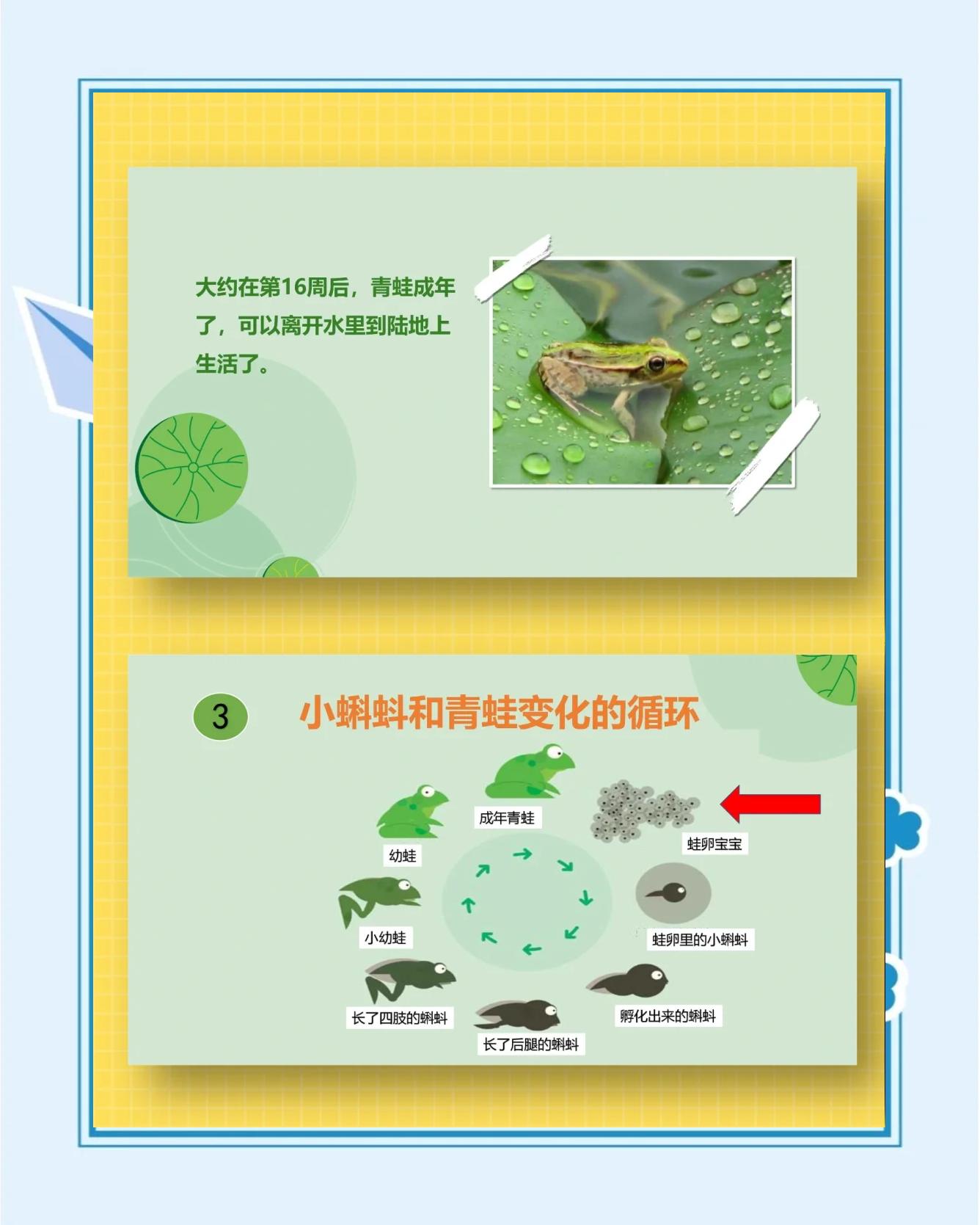 蝌蚪变成青蛙后怎么养