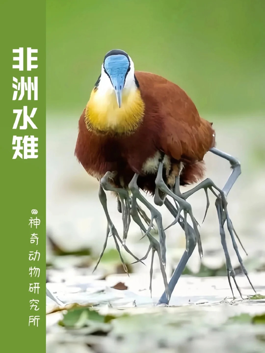 动物的名字都有哪些