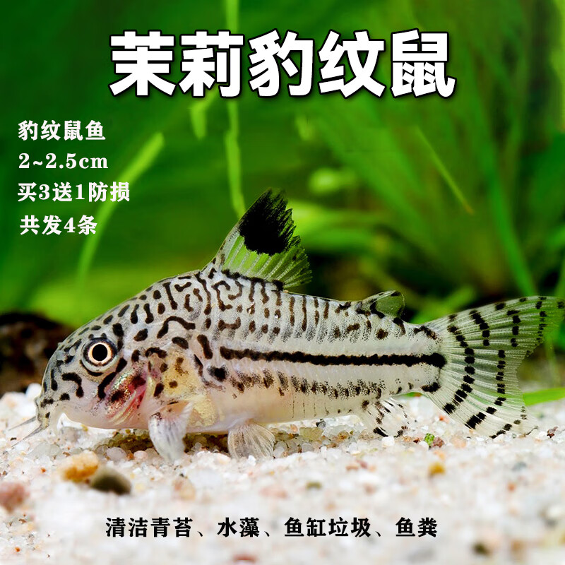 金苔鼠如何饲养