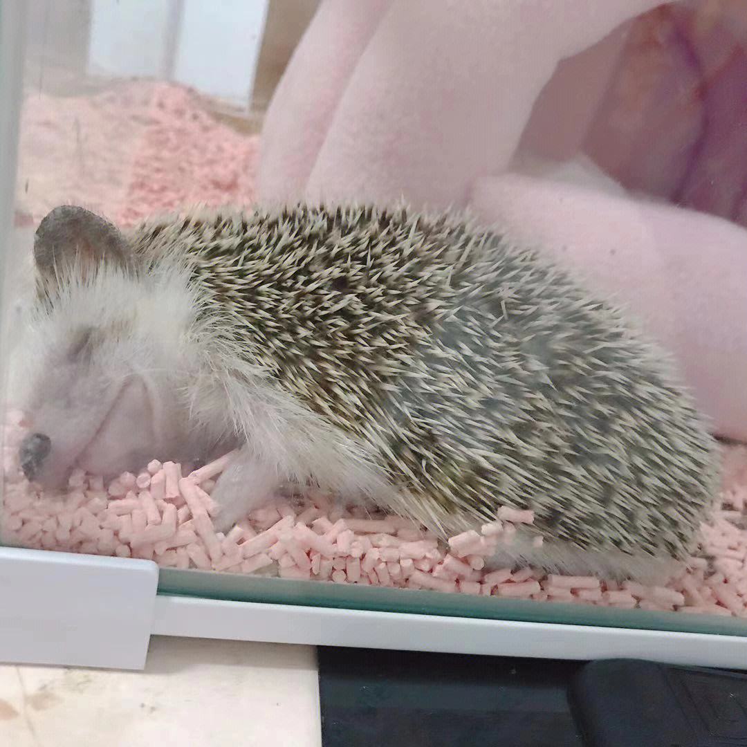 刺猬吃什么东西