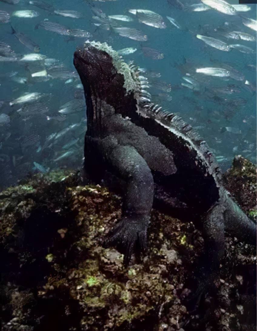 世界上真有哥斯拉吗
