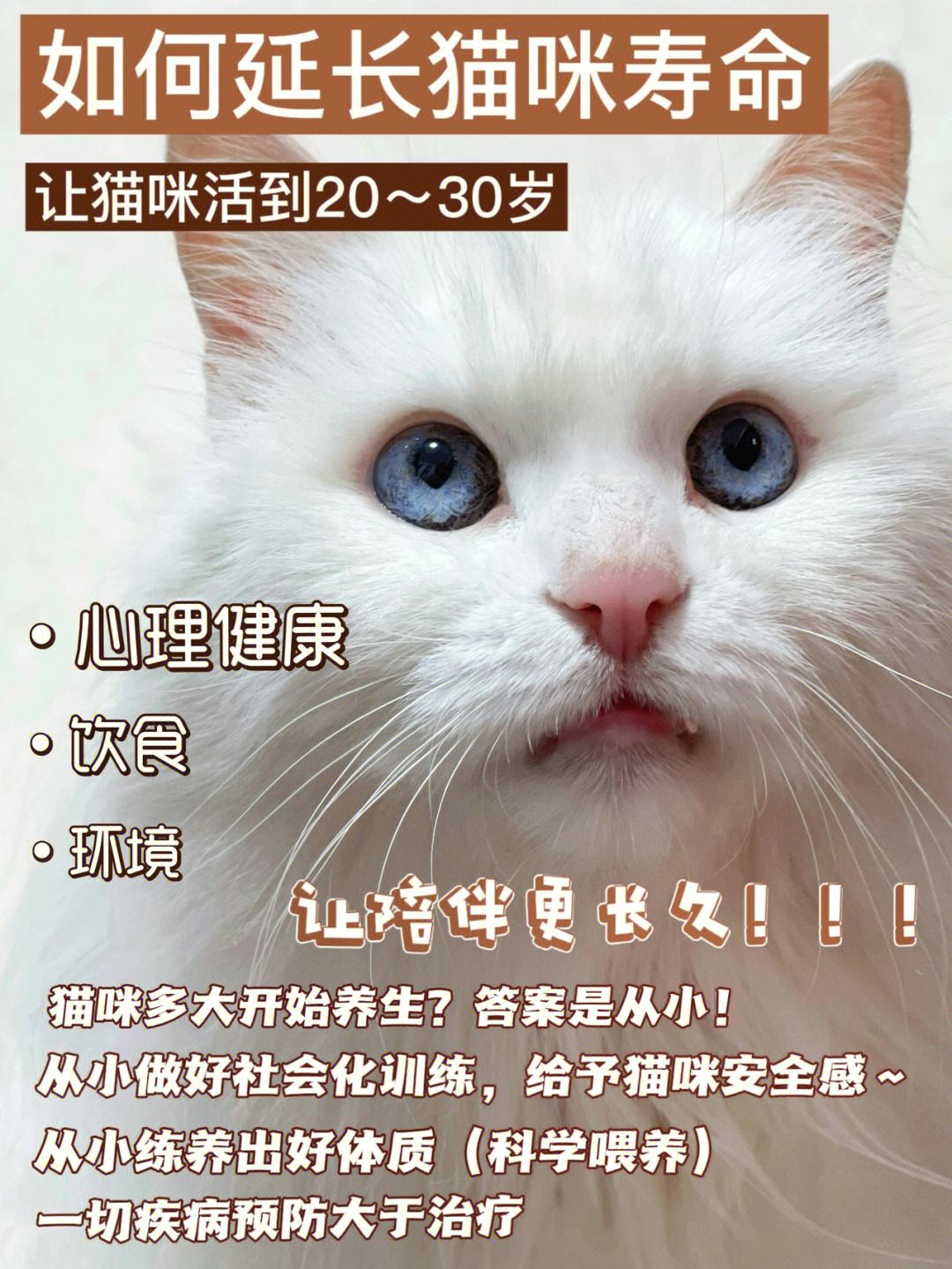 猫能活几年