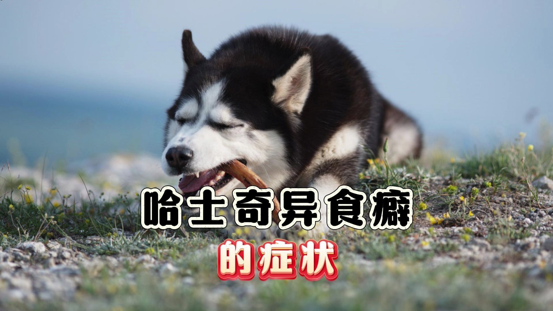 哈士奇能吃什么食物