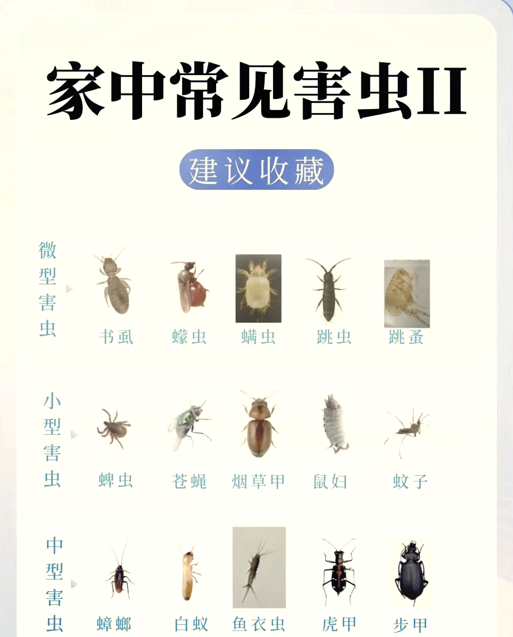 室内小蠓虫怎样去除