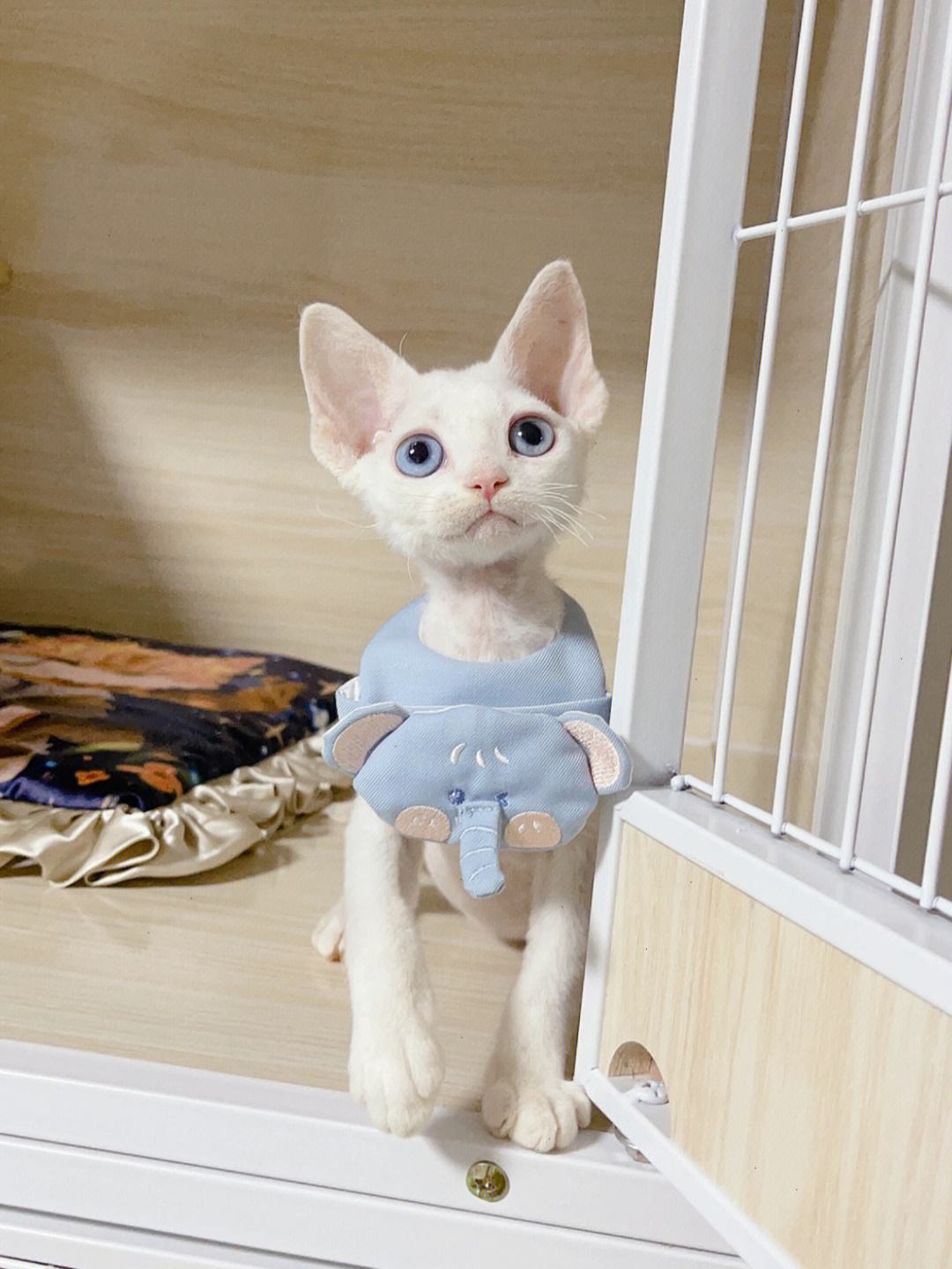 白色蓝眼睛猫是啥品种