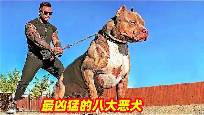 世界十大凶犬是什么