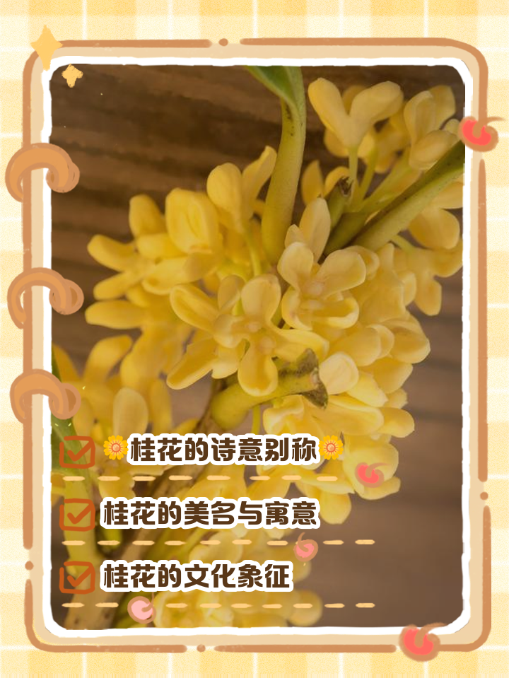 桂花的别称你知道有几种