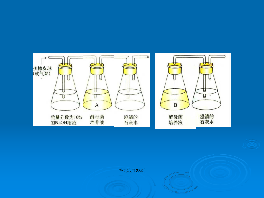 酵母菌进行什么呼吸
