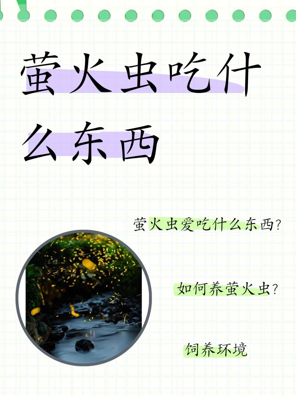益虫有哪些昆虫萤火虫