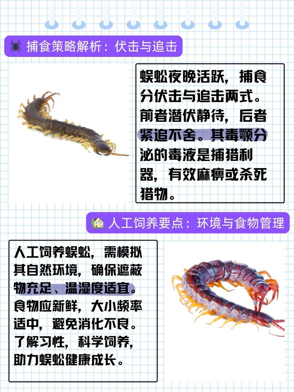 蜈蚣到底有多少条腿