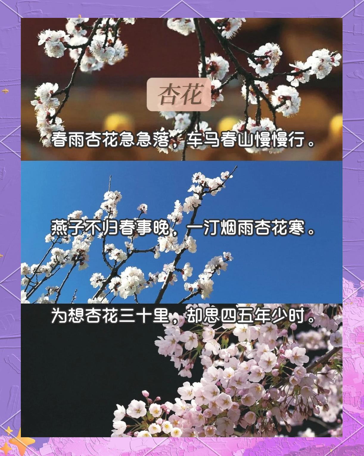 赏花的心情短语