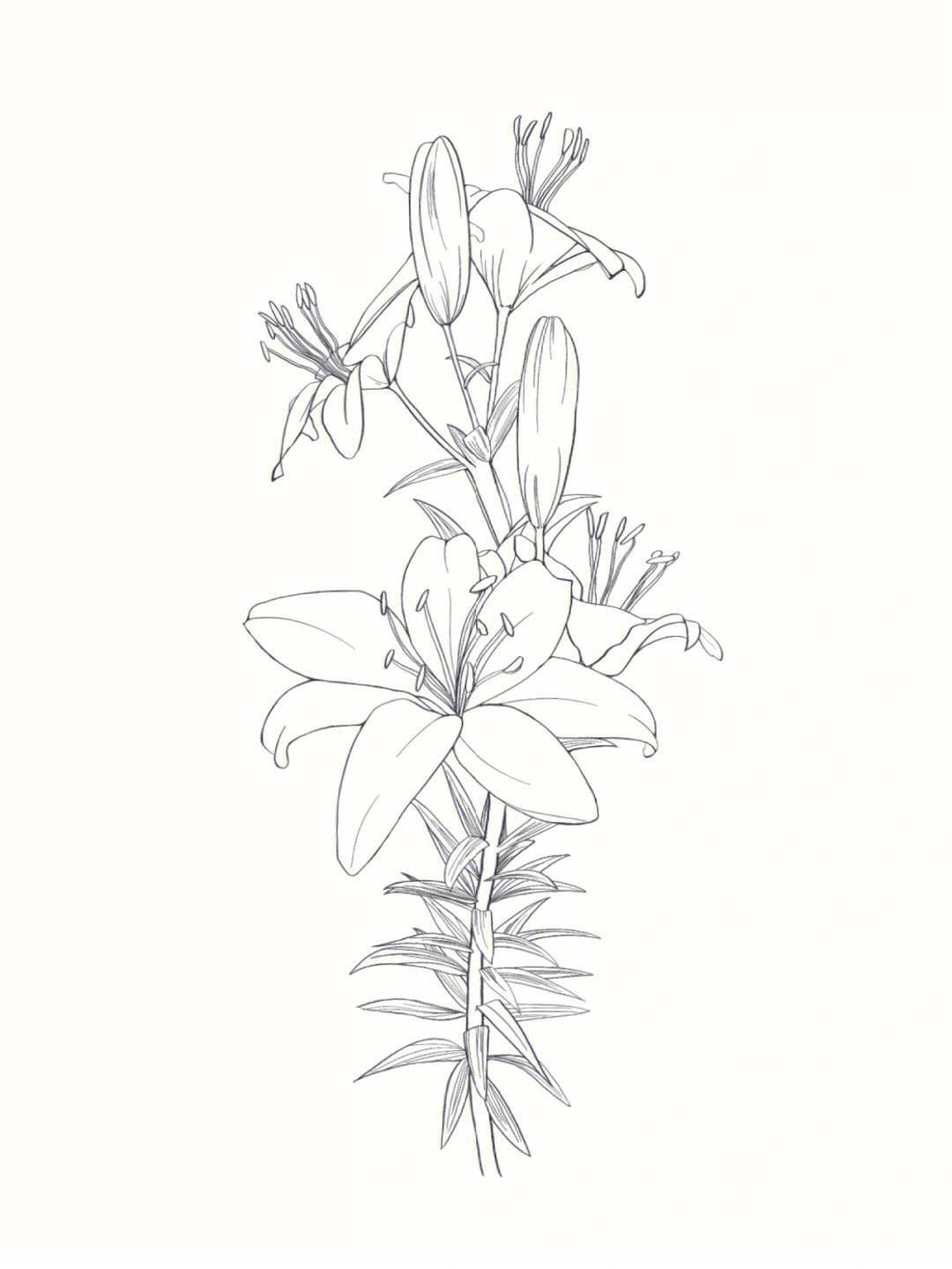 怎样画百合花简笔画
