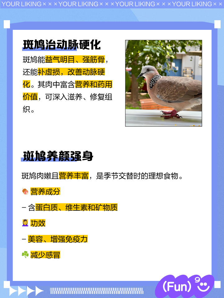 老斑鸠怎么叫