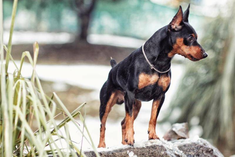鹿犬智商排第几名