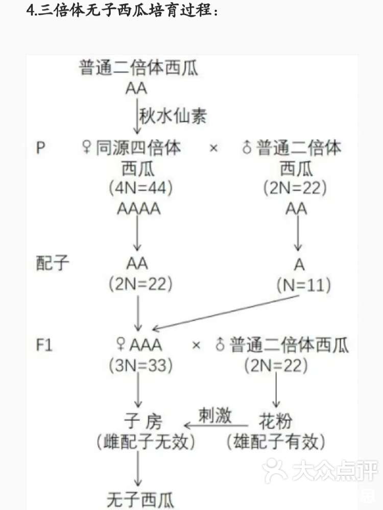 什么是四倍体