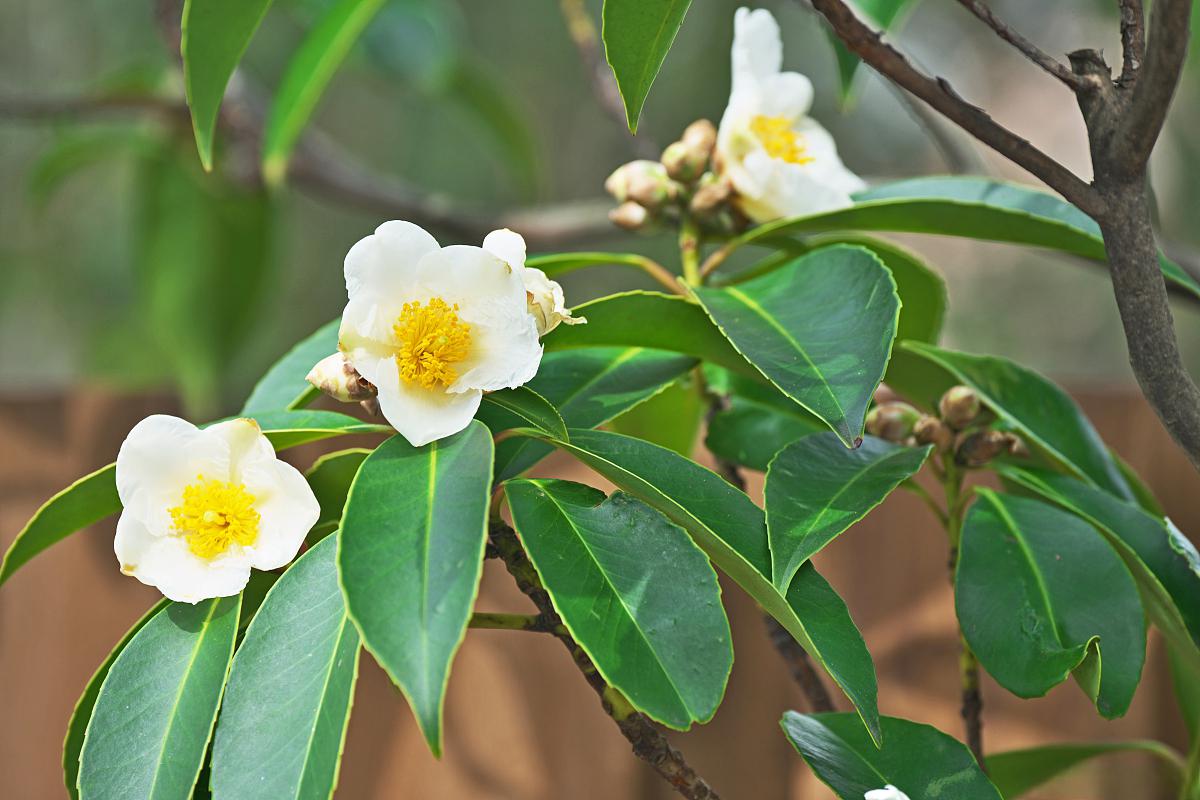 茶树花怎么养殖