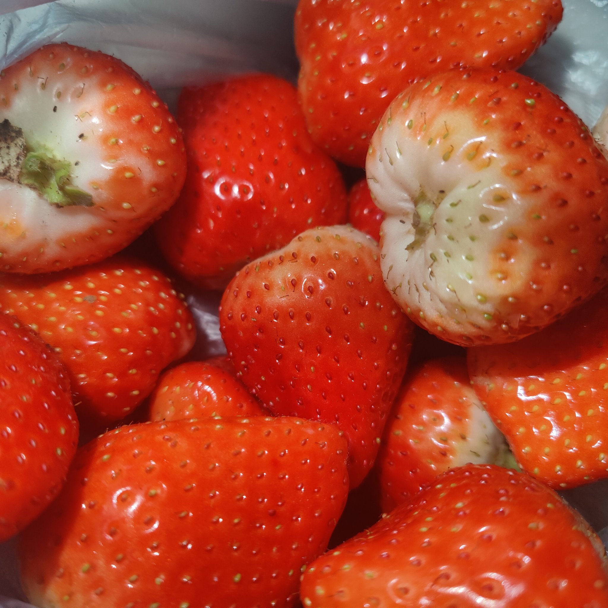 奶油草莓是什么品种