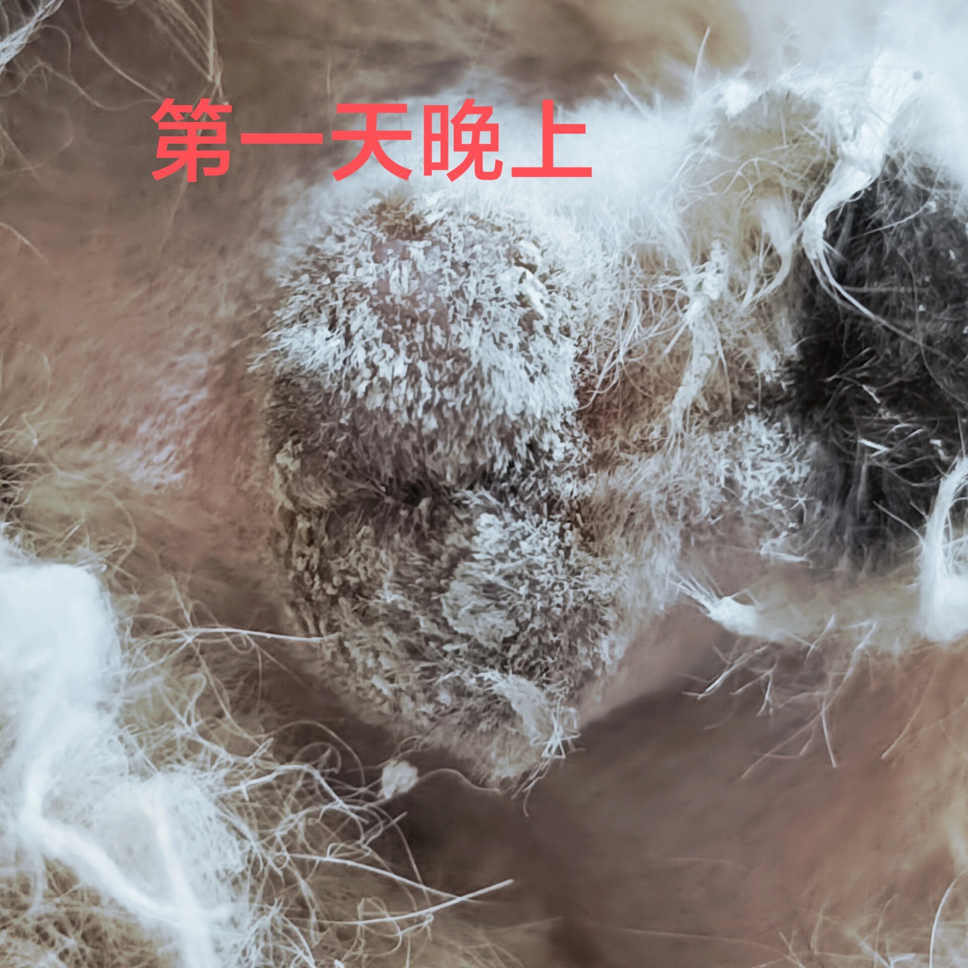 公猫需要绝育吗