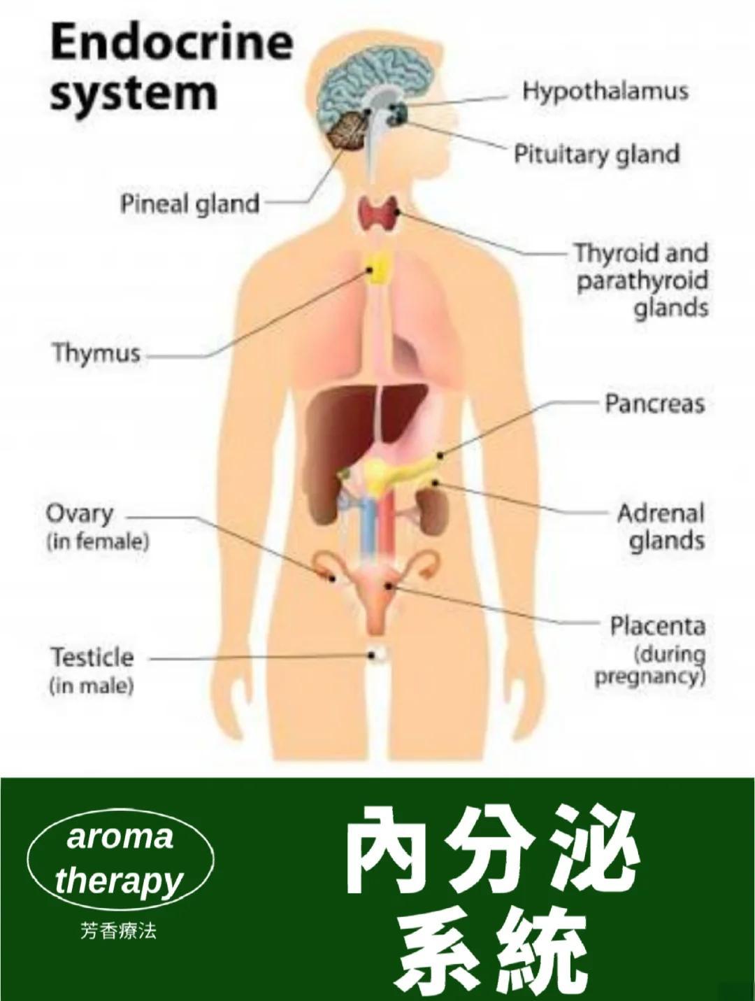 荷尔蒙是什么意思