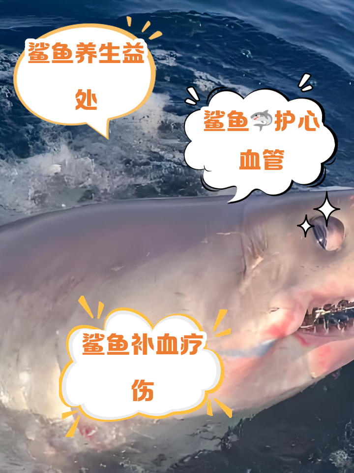 小鲨鱼怎么养