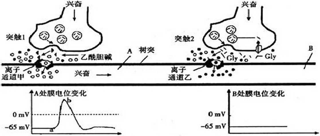 突触前抑制的产生是由于什么