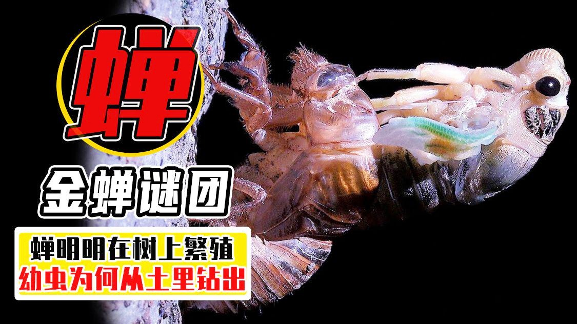 蝉钻出地面活多久