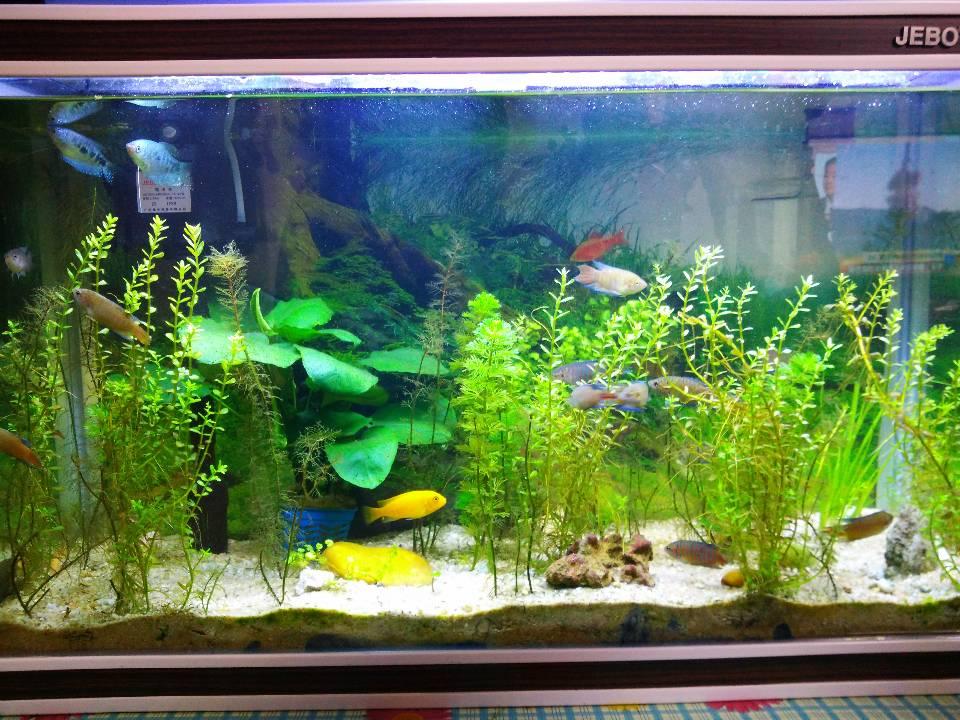 鱼缸水草种类