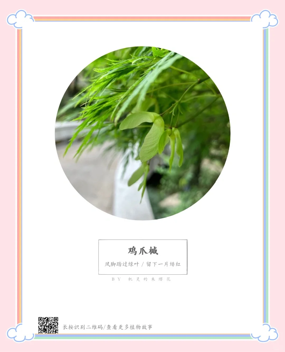 鸡爪槭和红枫的区别