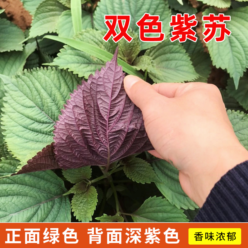 苏子叶别名叫什么