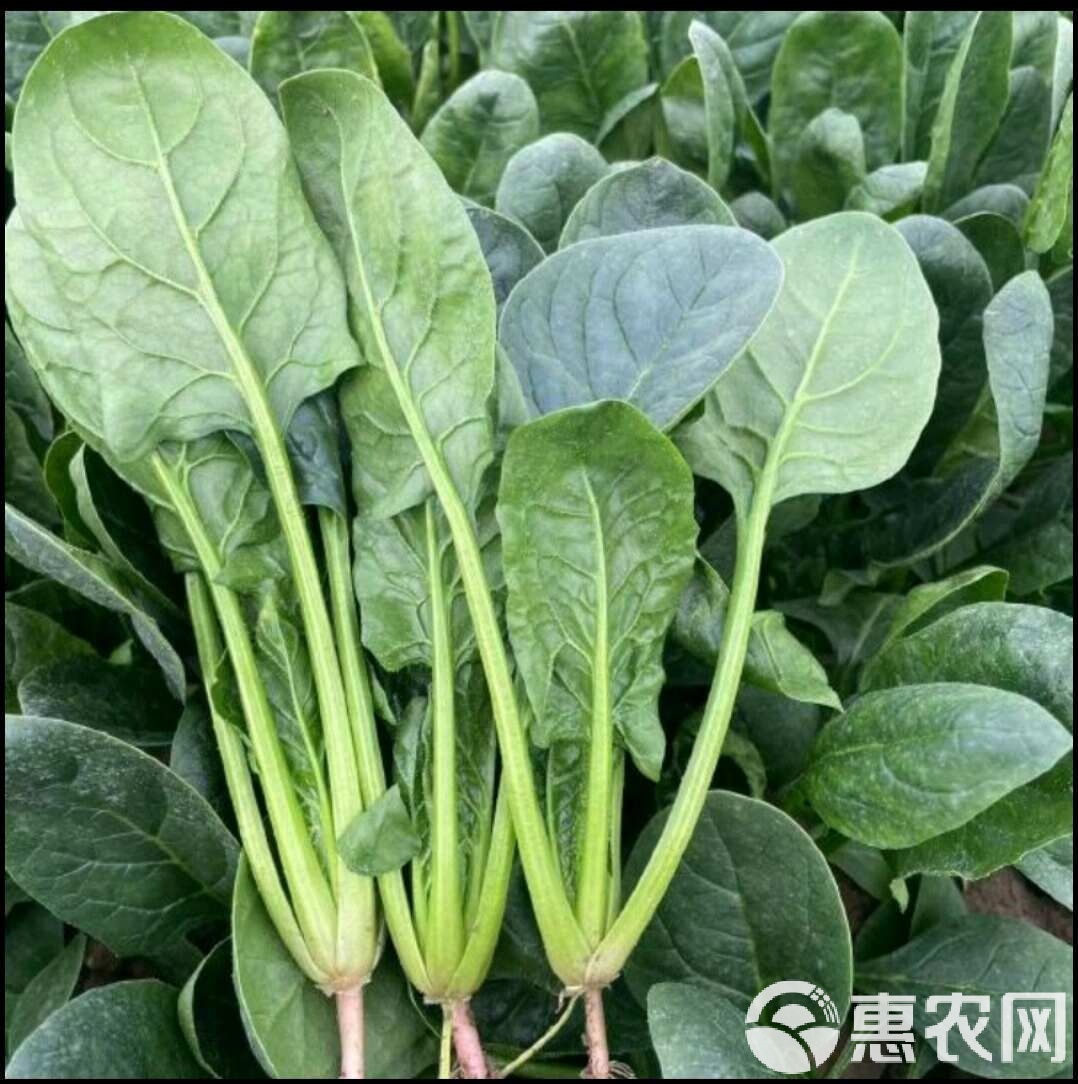 绿色健康食品有哪些食物