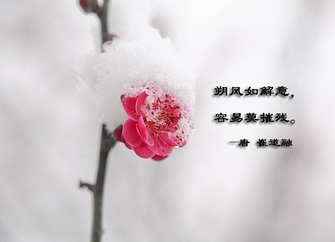 朔风如解意容易莫摧残的意思