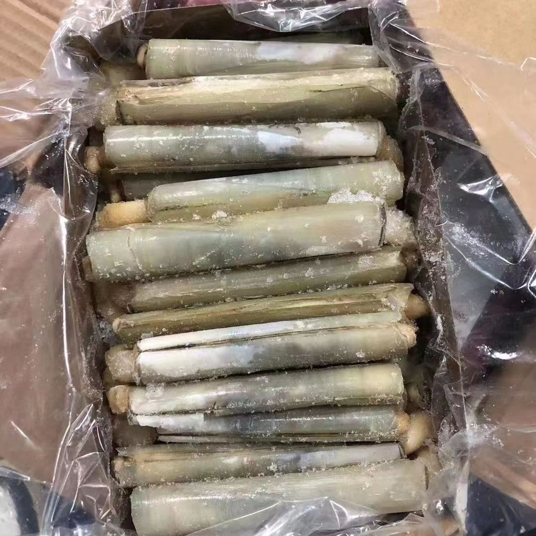 蛏子怎么读蛏子的读法